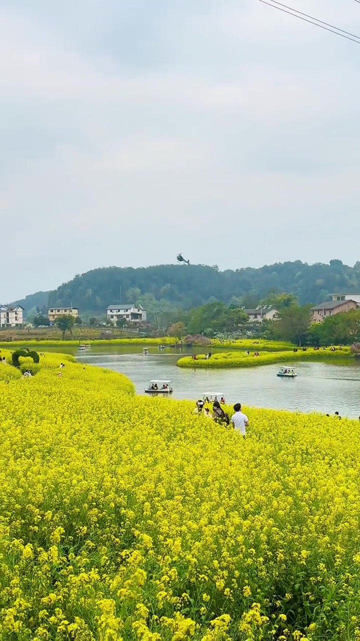 美丽乡村,云林天乡 穿越花海赴春天的约会 旅行大玩家 亲子游玩好去处 油菜花 是时候去拍油