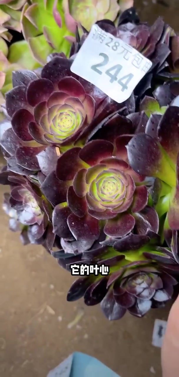 多肉法师左下角小黄车可以下单