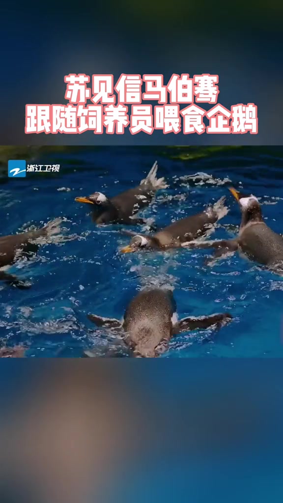 幸运旅行家 信马伯骞跟随饲养员喂食企鹅