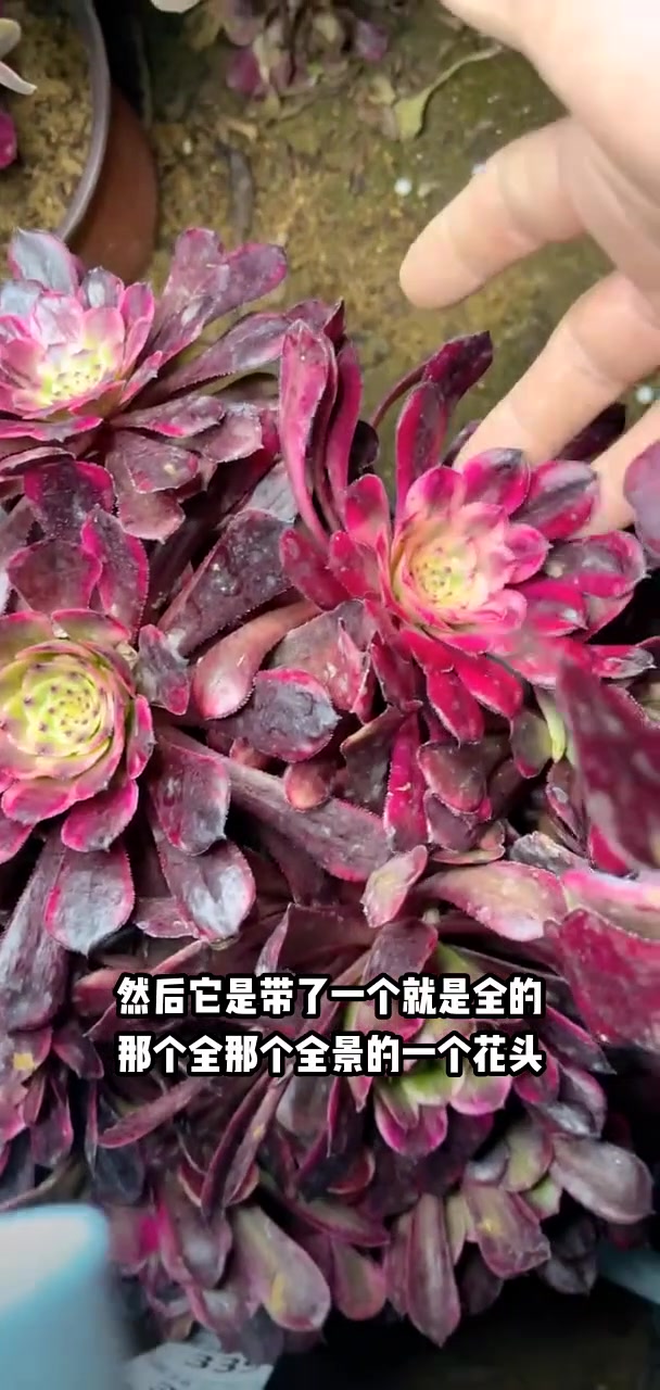 我推荐了 多肉央金多头,12口径盆,满58包邮,快来看看!