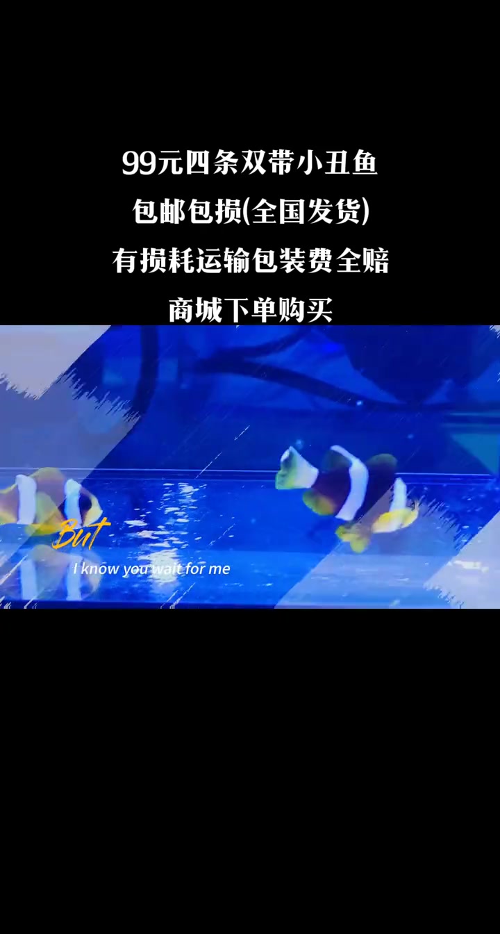 99元四条双带小丑鱼,包邮包损,有损耗运输包装费全赔,商城下单购买。海水鱼珊瑚 海缸 小丑
