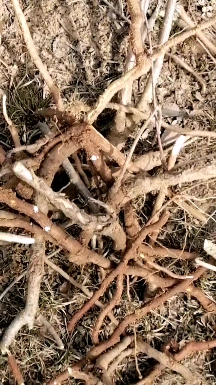 认识这是什么中草药吗?根部外皮入药。欢迎留言讨论