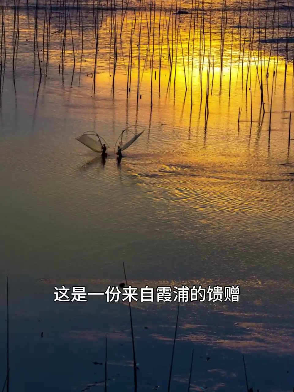 天生好果紫菜福建霞浦特产