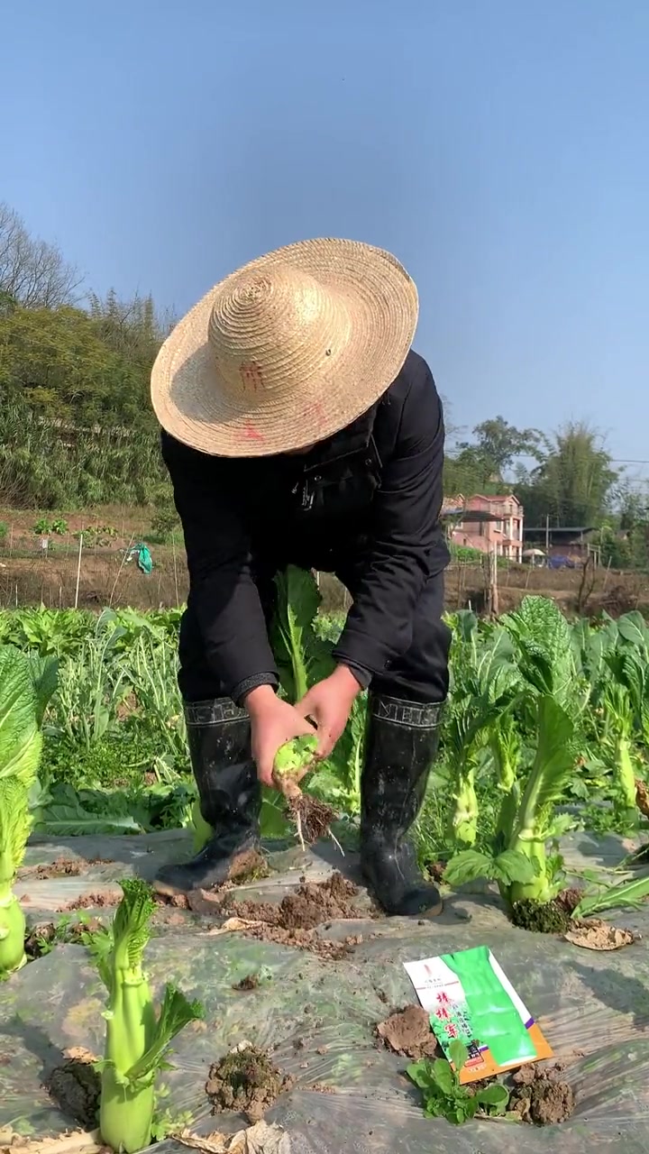 薄皮棒菜,名字也好记,棒棒军!薄皮棒菜推荐。这个和本地棒菜不一样哦。蔬菜种子 纯天然绿色蔬