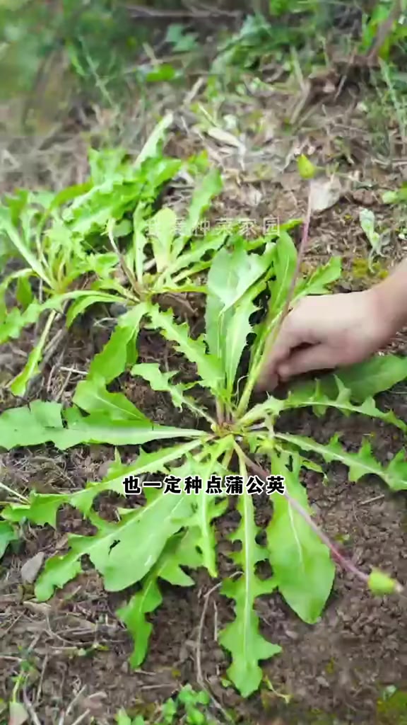 蒲公英还是自己种才放心 我的小菜园 种植小技巧 春天的味道 挖野菜 田园生活