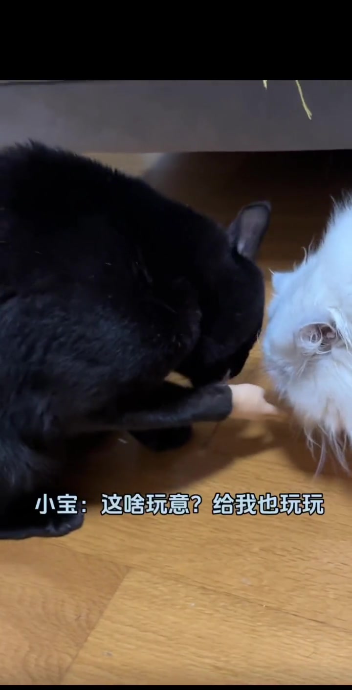 分分钟都是表情包哈哈!不会伤到猫咪哦,它们不超过一分钟就甩掉了 黑猫 猫咪比耶手套 猫咪玩
