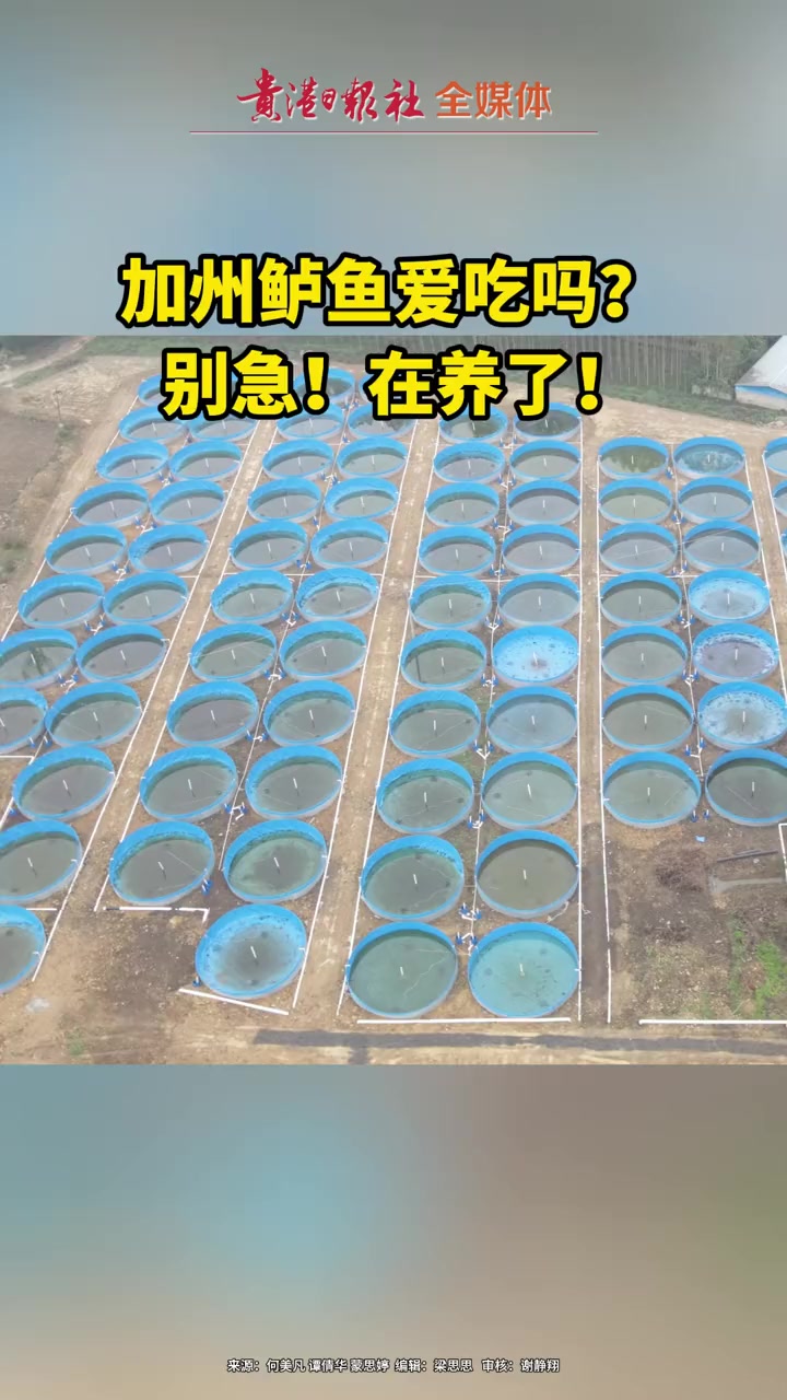 加州鲈鱼爱吃吗?别急!在养了!贵港 养殖 产业发展 产业转型