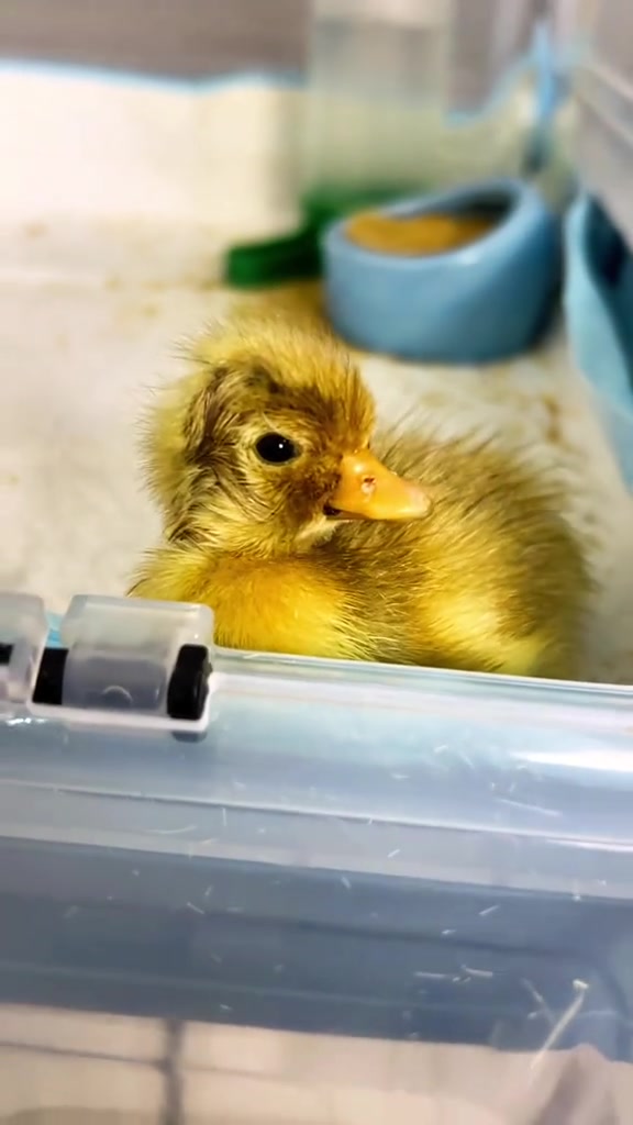 队长孵化的柯尔鸭蛋出壳了。小翠花超可爱哦!人工孵化 我的萌宠 柯尔鸭