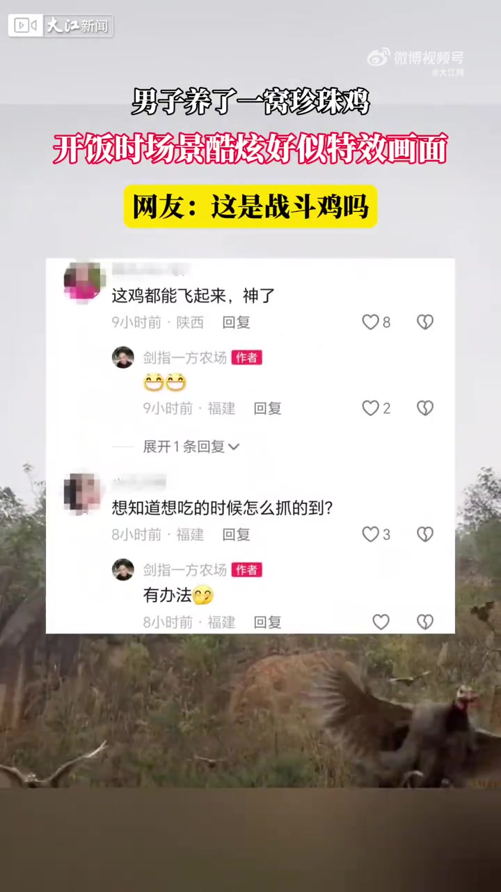 「男子养了一窝珍珠鸡 开饭时场景酷炫好似特效画面」趣味 生态养殖