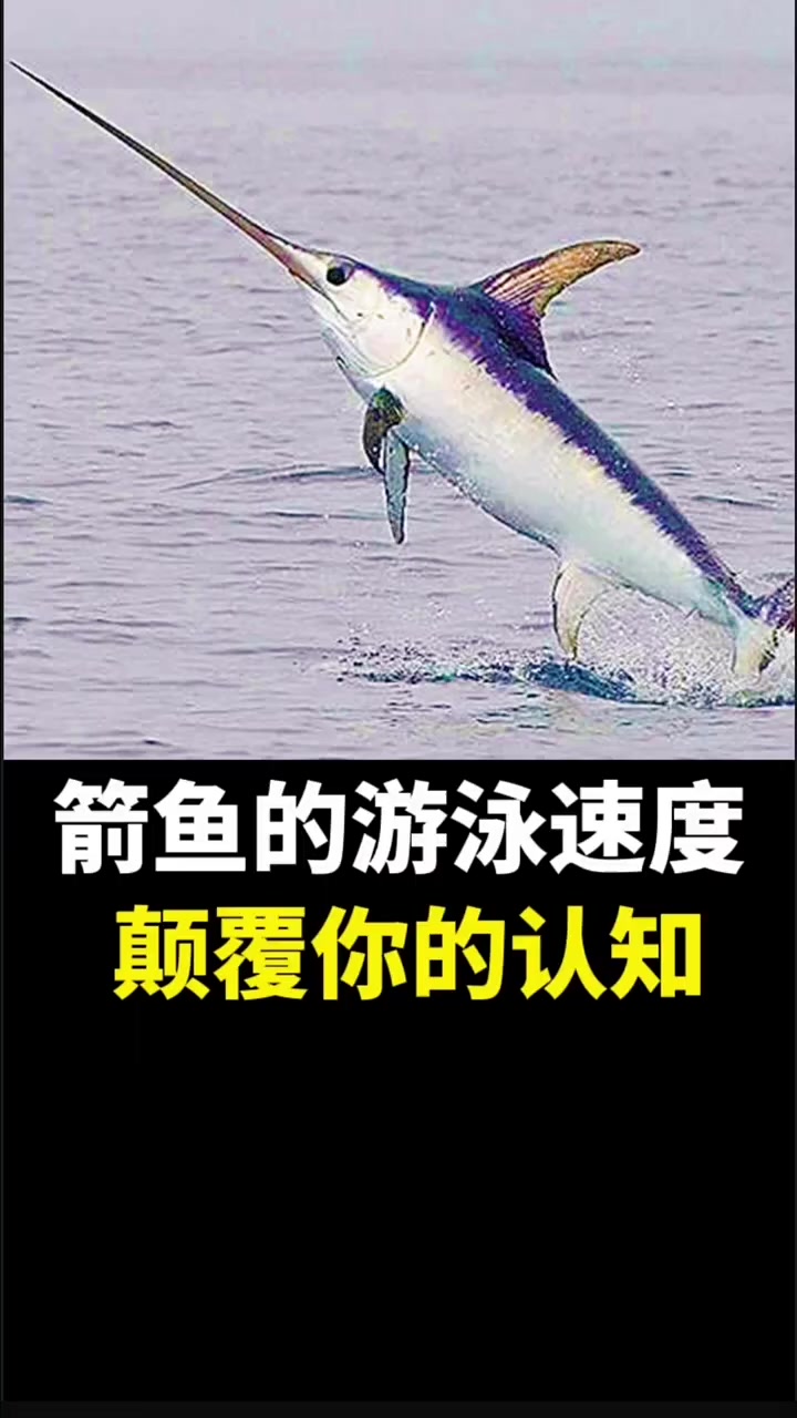 箭鱼的游泳速度,颠覆你的认知