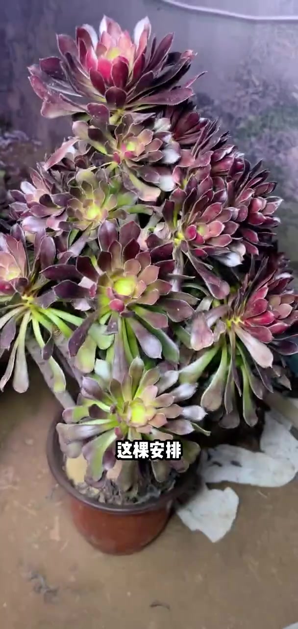 家人们冲啊!买它买它!多肉法师