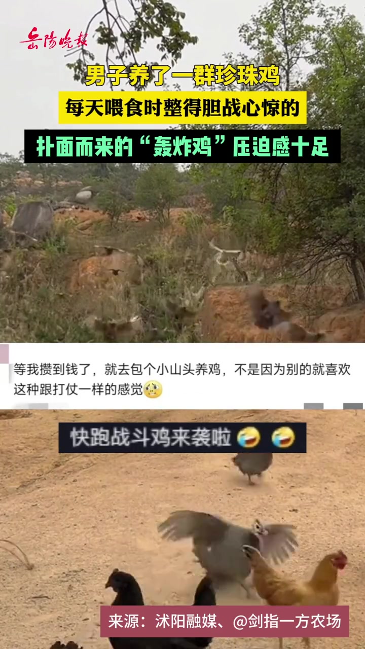 扑面而来的“轰炸鸡”压迫感十足啊!轰炸鸡 珍珠鸡 压迫感十足(素材来源:)