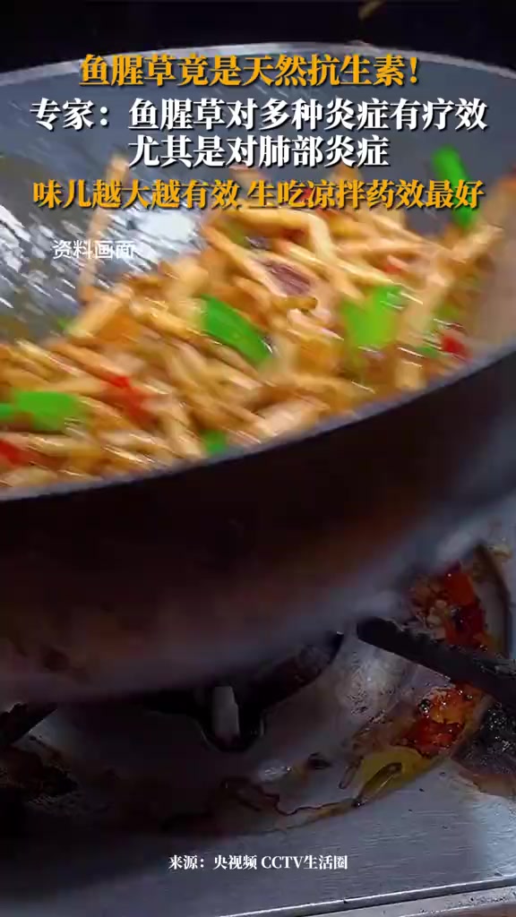 鱼腥草竟是天然抗生素!专家:鱼腥草对多种炎症有疗效,尤其是对肺部炎症