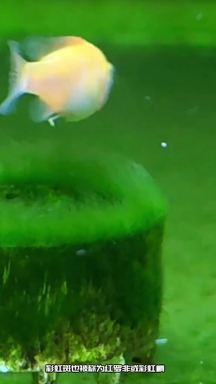 彩虹斑是什么鱼?凤凰班是海鱼吗?