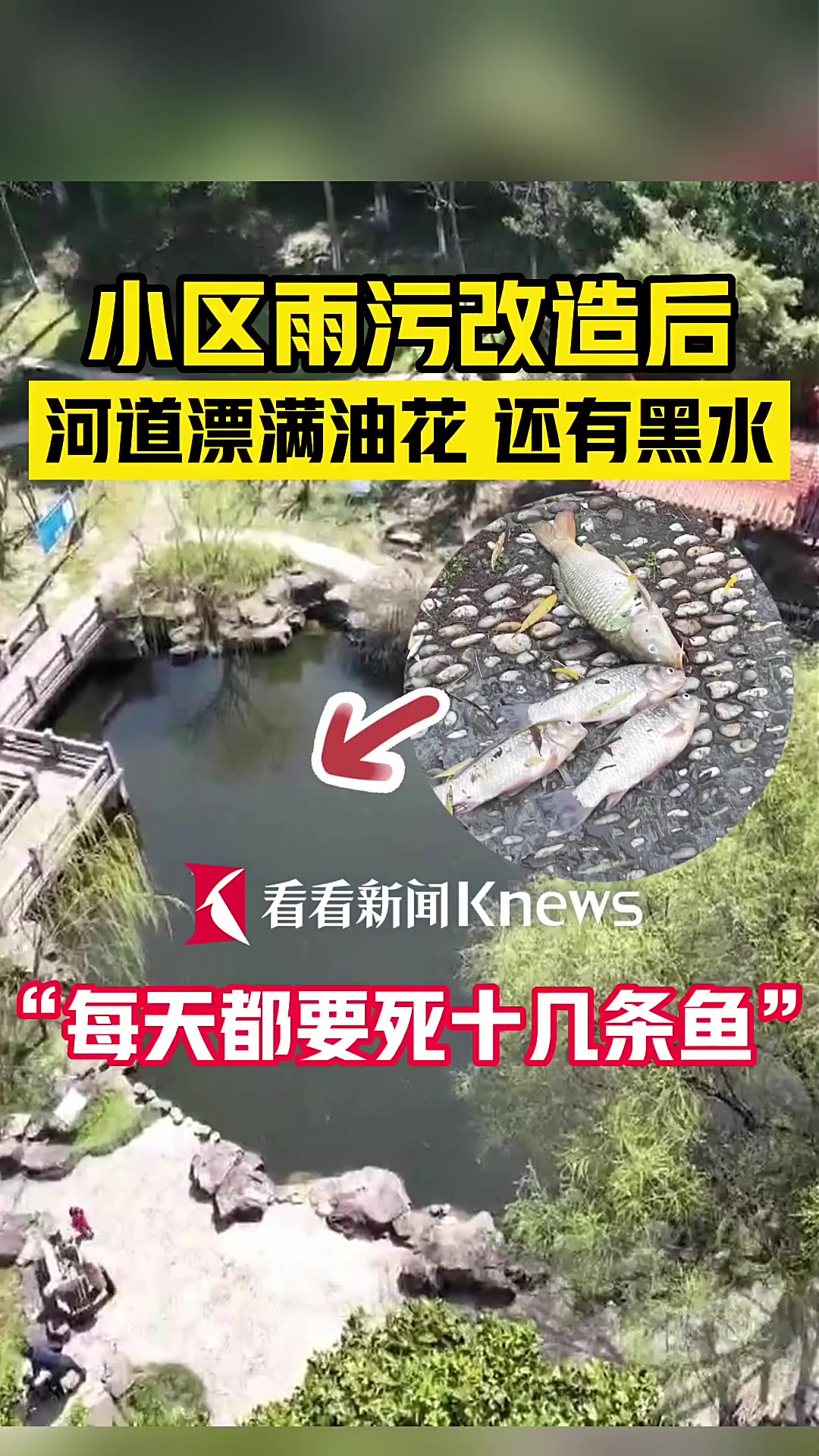 上海浦东一小区河道漂满油花 大量景观鱼死亡