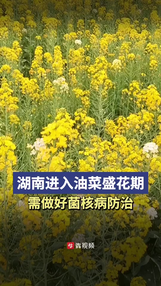 湖南进入油菜盛花期,需做好菌核病防治