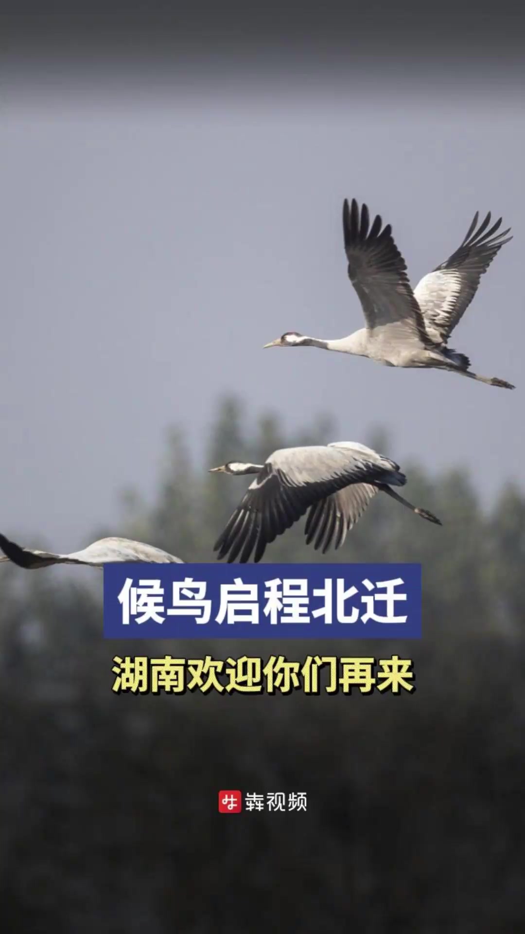 神奇生物在哪里丨候鸟启程北迁,湖南欢迎你们再来