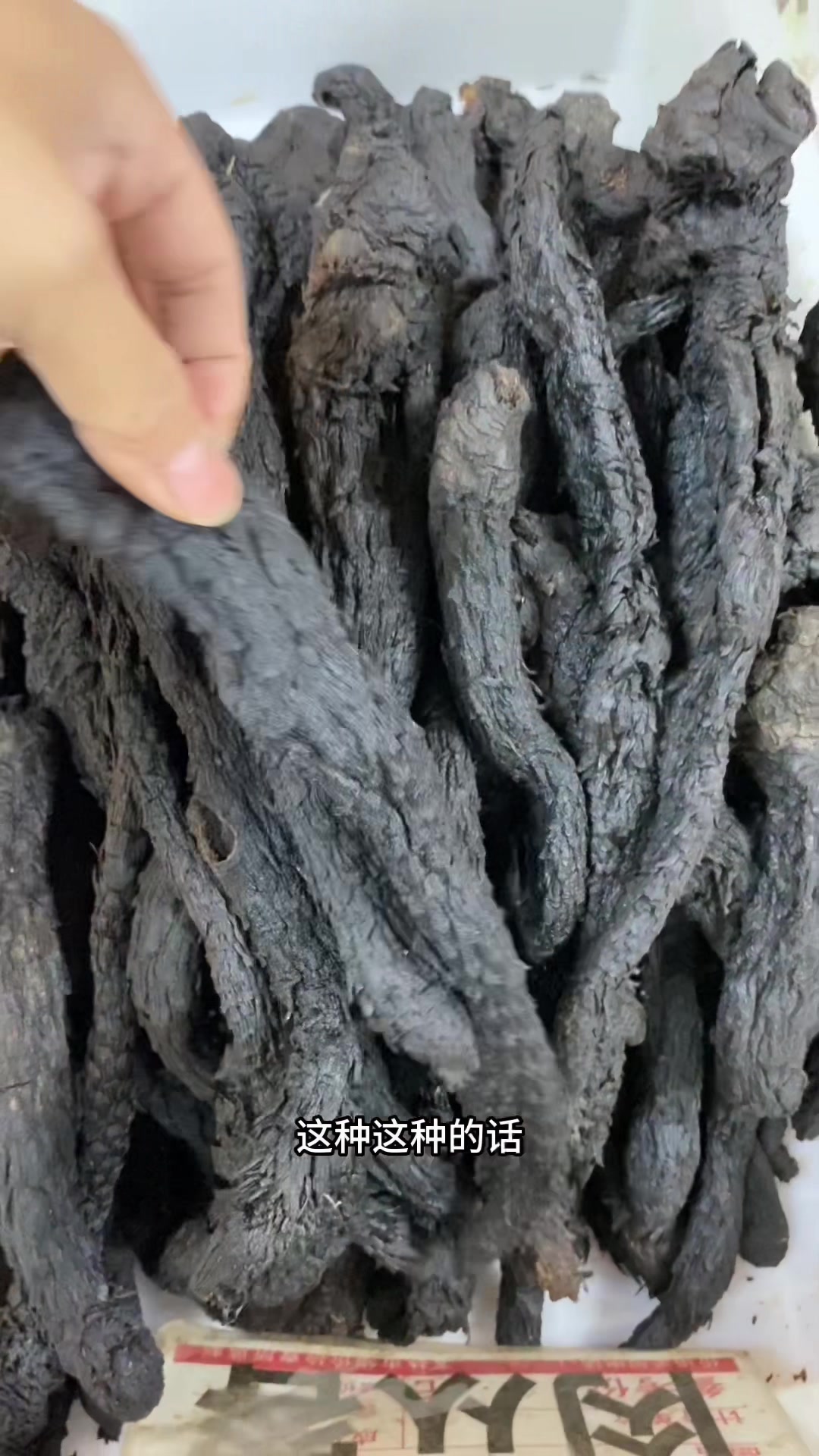 油性肉苁蓉,是阿拉善沙漠双雄之一,十大泡酒好料