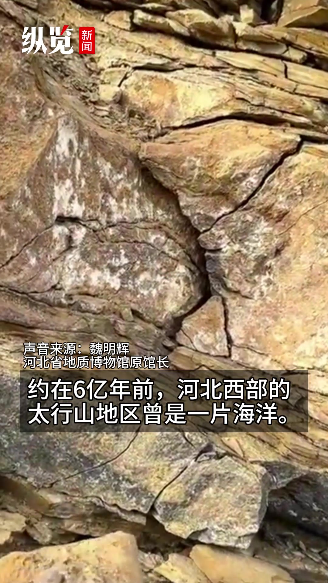 纵览原创|石家庄西部山区捡到三叶虫古化石?地质专家:这里6亿年前是海洋,捡到很正常