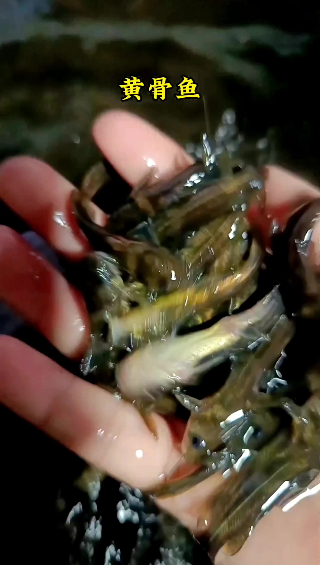 十公分黄骨鱼苗黄辣丁黄丫头嘎鱼昂刺鱼苗黄颡鱼苗
