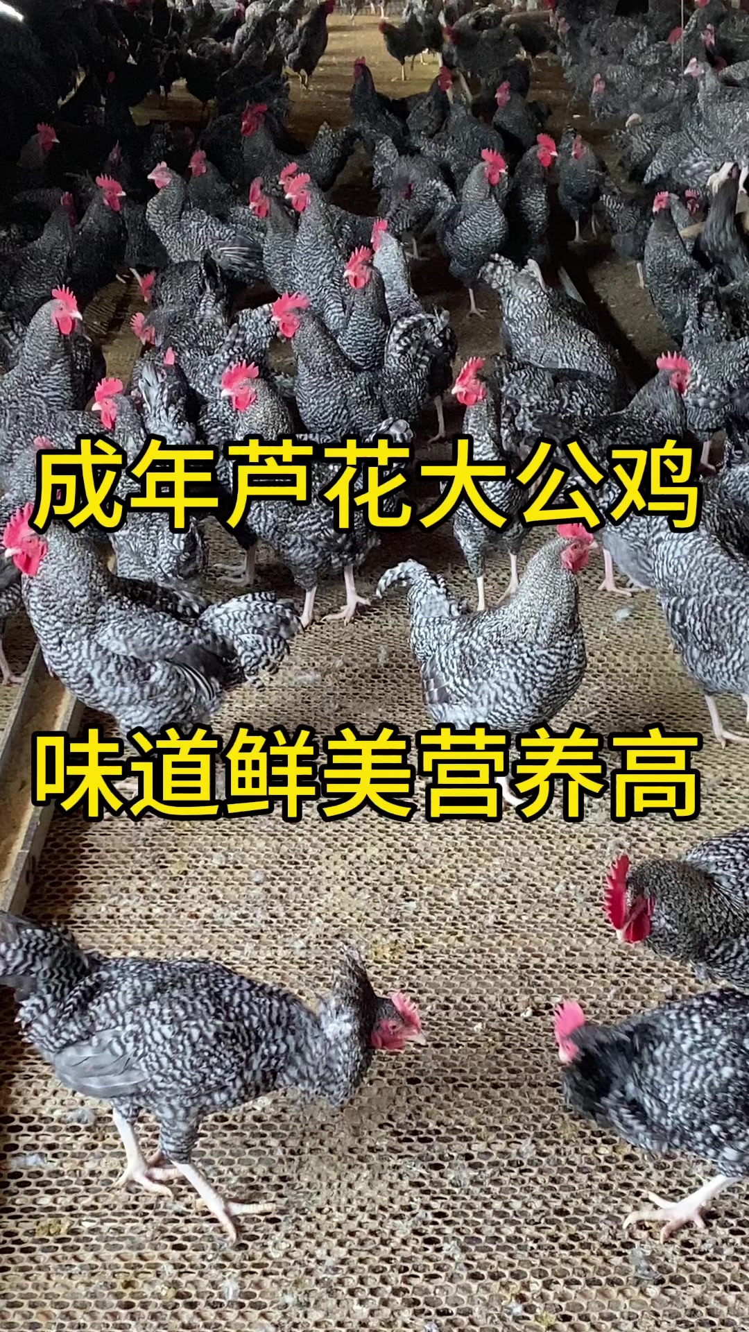 青年芦花鸡,产绿壳蛋的芦花鸡,公母都有
