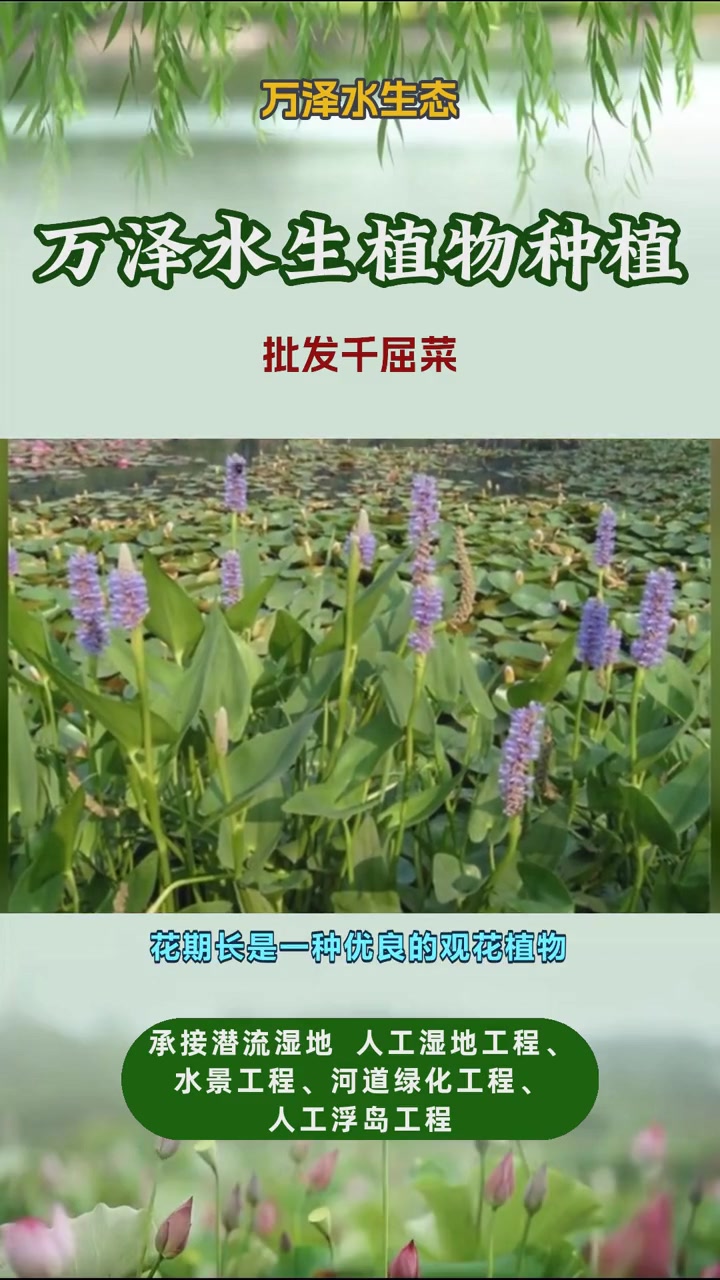 千屈菜价格表 批发千屈菜 千屈菜批发 千屈菜
