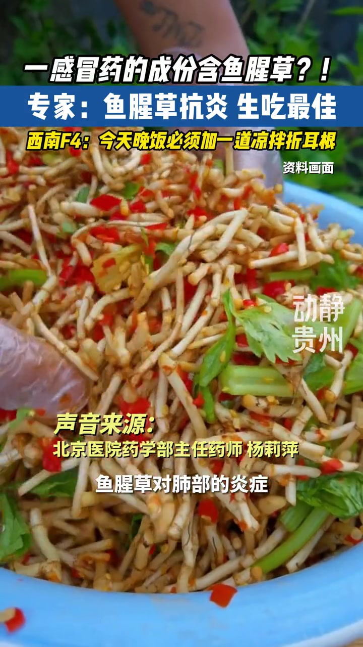 你以为我们西南F4钟爱折耳根是毫无道理的吗?鱼腥草抗炎 折耳根 凉拌鱼腥草 谁懂这一口的好