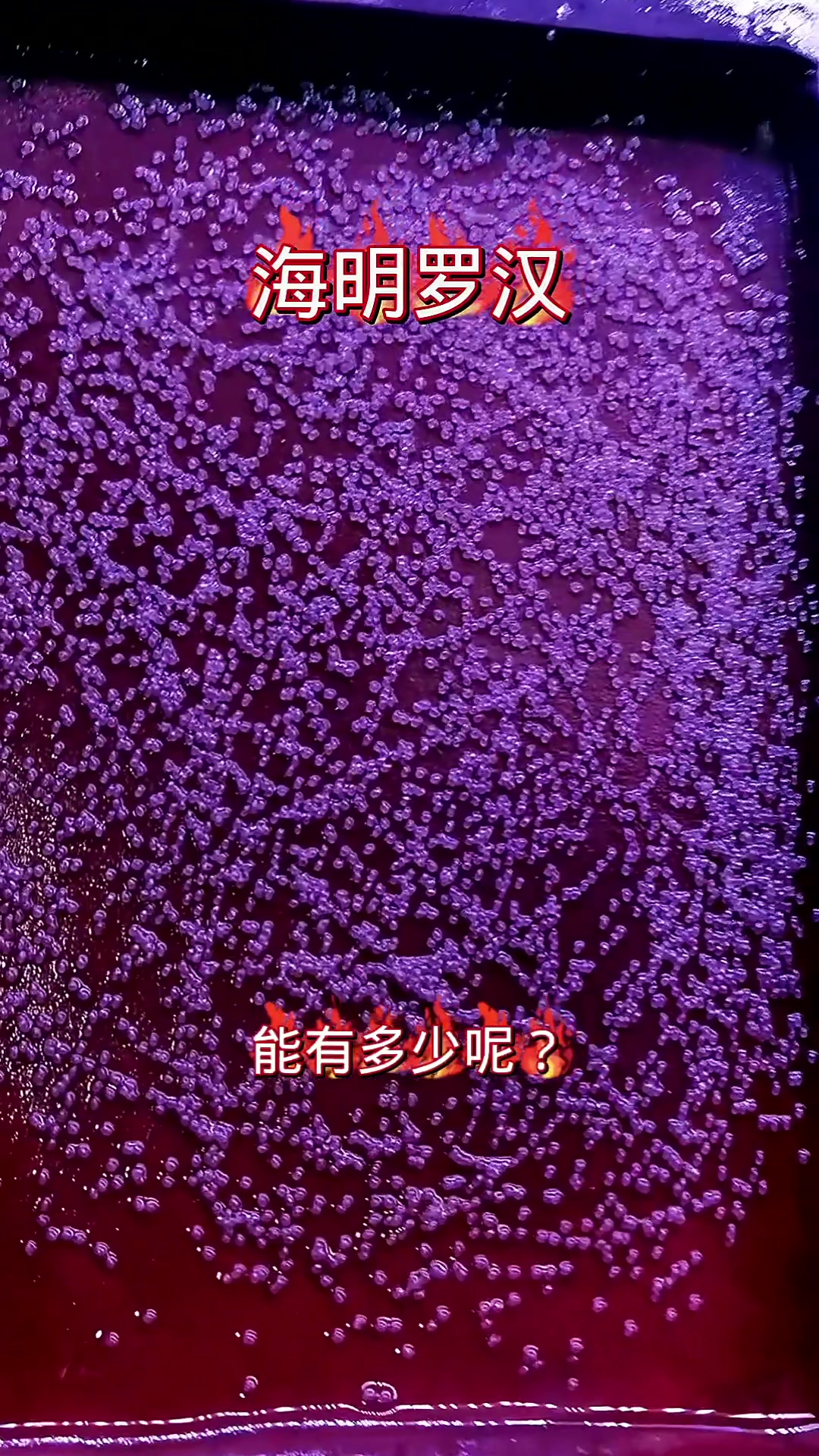 经济实惠的罗汉鱼苗