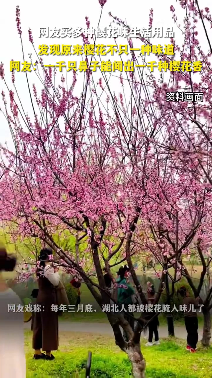 「樱花香到底是什么味」仲春时节,樱花盛开,湖北武汉的樱花已经成了强势霸屏的“网红花”,湖北