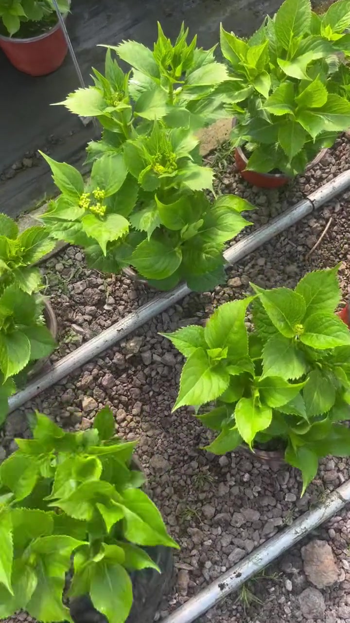 八仙花,又名绣球花,因其花开时花穗呈现圆球状,形如绣球而得名,也是中国的传统花卉。八仙花属