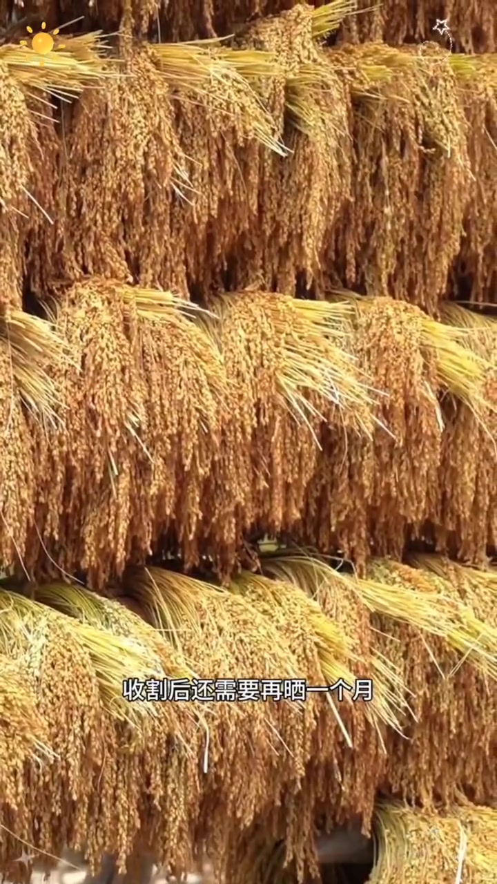 贵州梯田圆糯米,蒸糯米饭煮甜酒包粽子,口感软糯香甜,做糯米团子又糯又香,老人小孩都爱吃 口