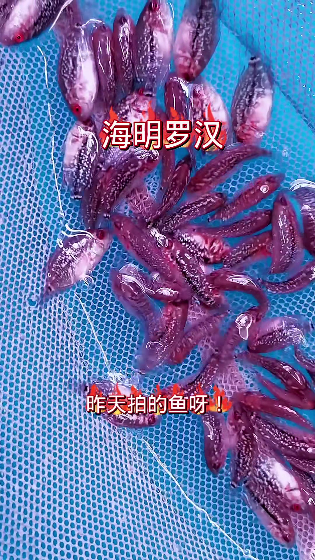 经济实惠的金花罗汉鱼苗