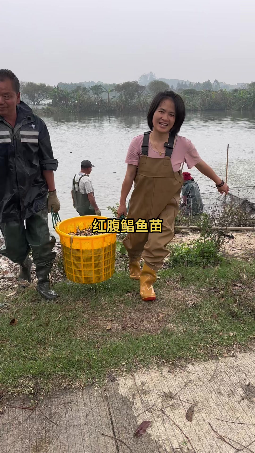 红腹鲳鱼苗大规格