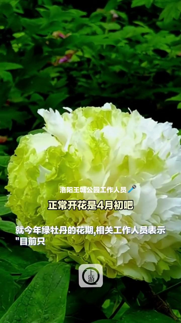 3月22日(采访时间),河南#洛阳绿牡丹提前开花酷似卷心菜,园方:用了些技术手段,网传10