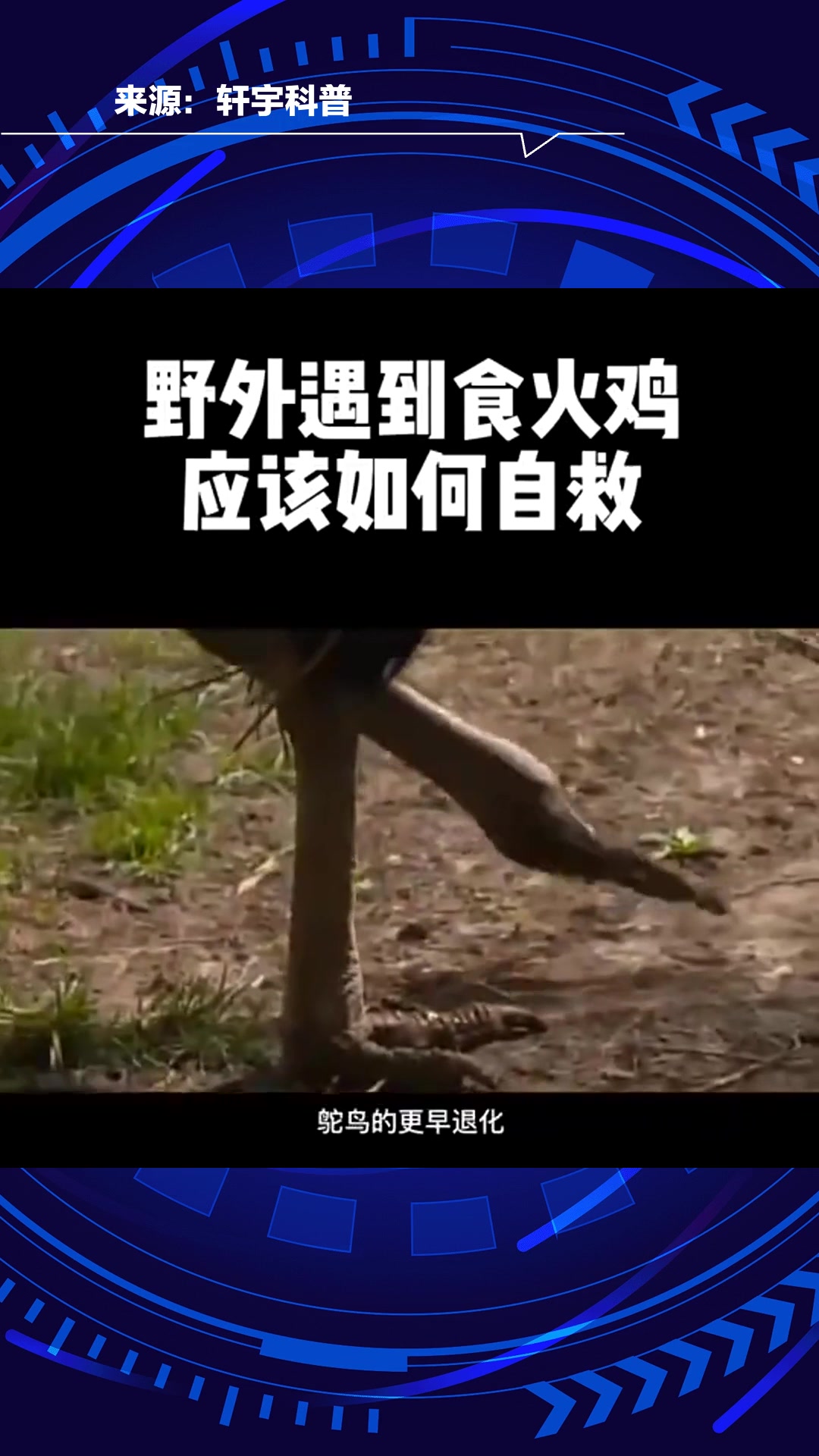 你遇见过火鸡吗?那你知道它有多危险吗?