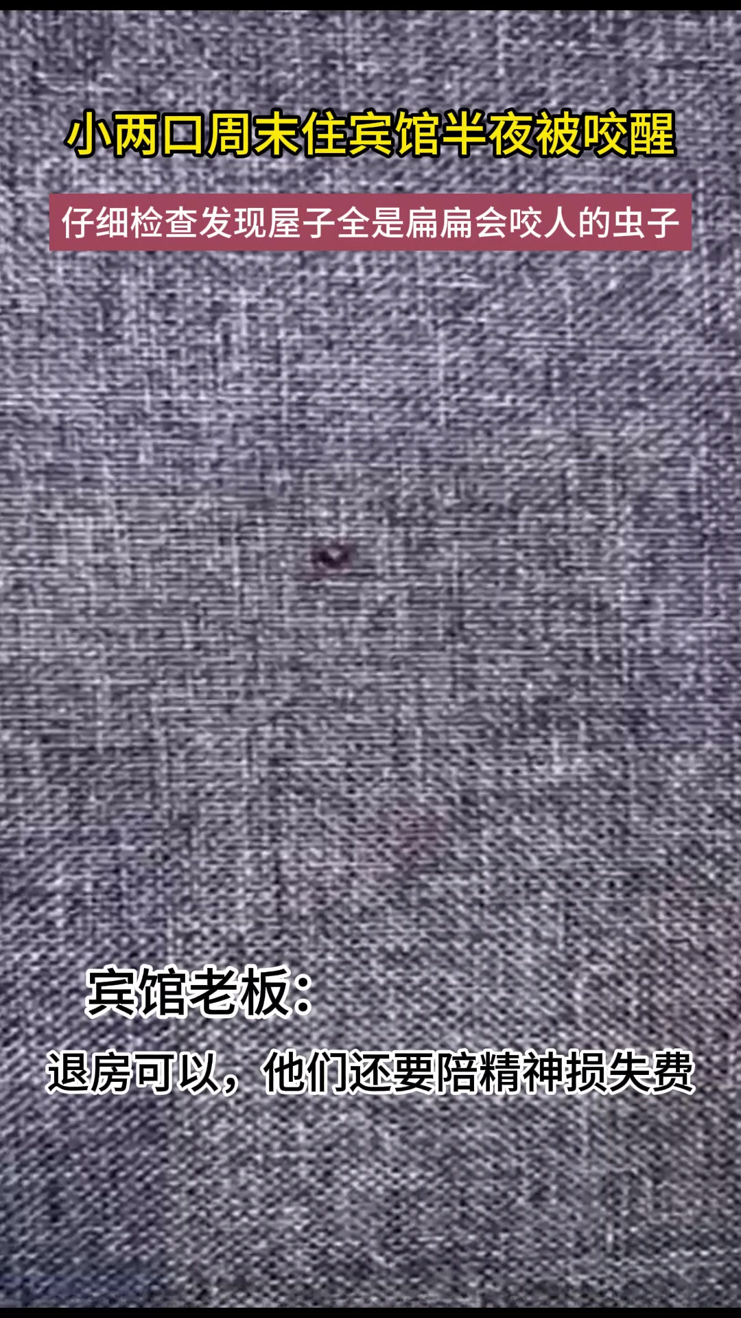 小两口周末住宾馆半夜被咬醒,仔细检查发现屋子全是扁扁咬人虫子