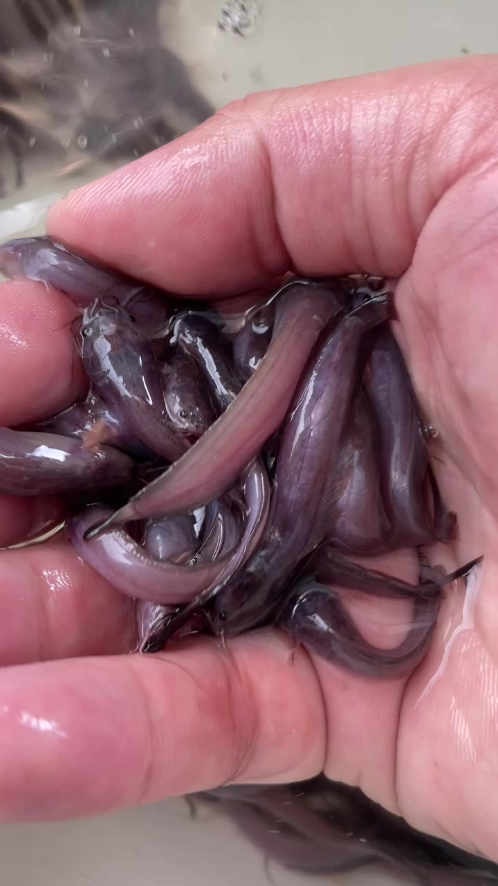 塘角鱼养殖技术说明