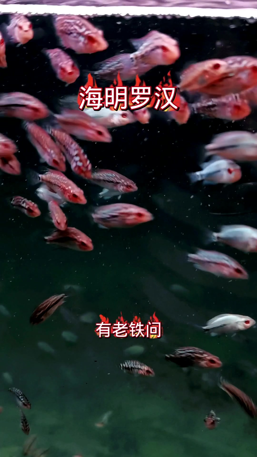 经济实惠的罗汉鱼苗