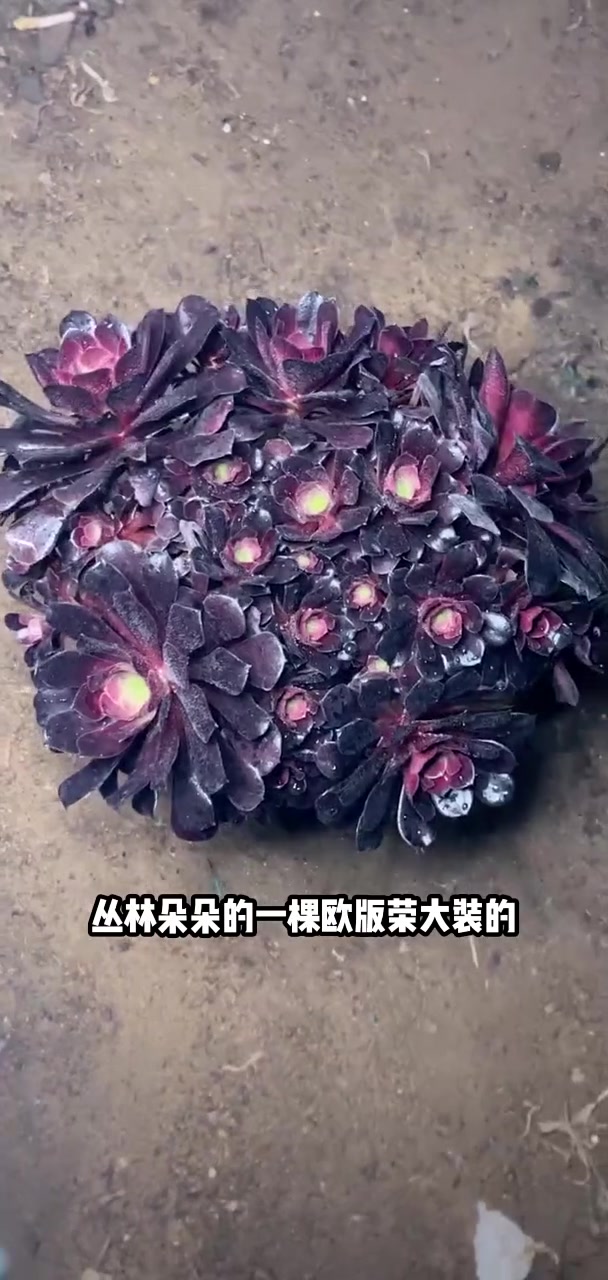 我推荐了 多肉央金多头,12口径盆,满58包邮,快来看看!
