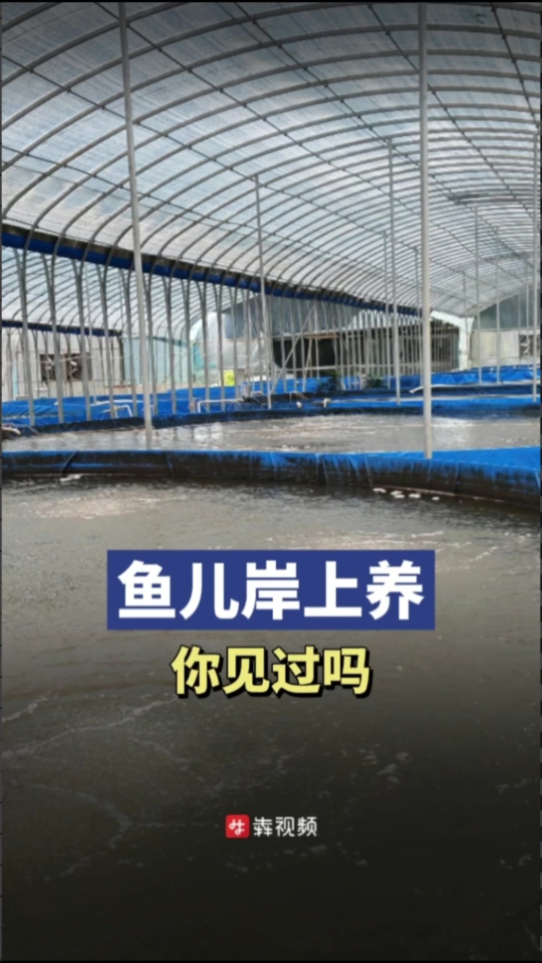 岸上养鱼,一部手机就可管好500亩鱼塘