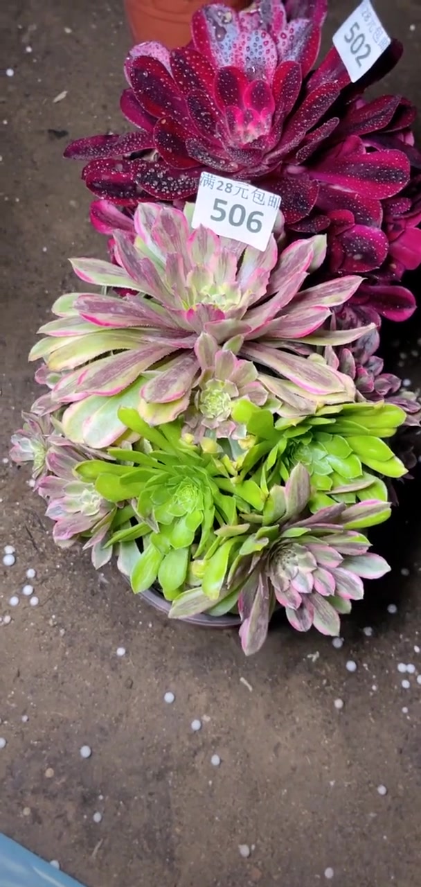 我推荐了 多肉植物莲花掌系列舞天姬大老桩,快来看看!