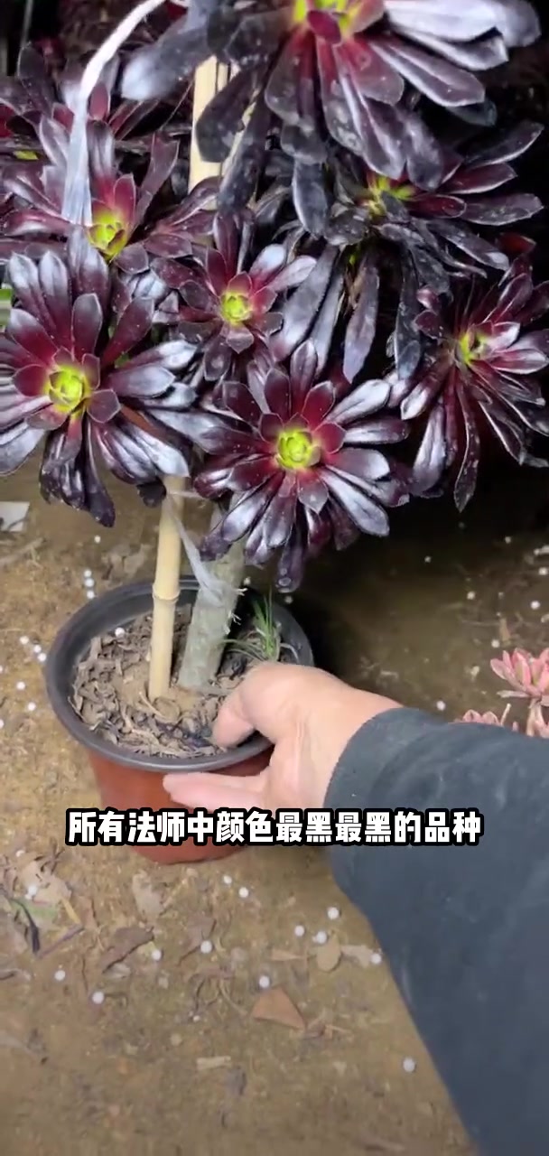 家人们冲啊!买它买它!多肉植物莲花掌系列舞天姬大老桩