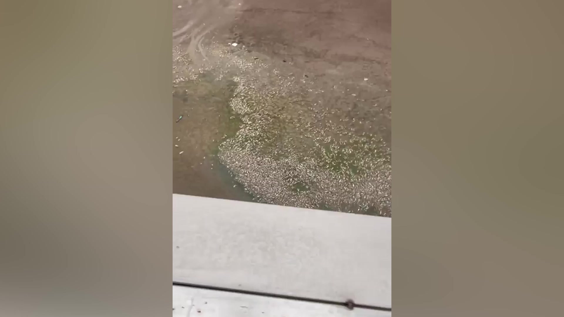 景观公园现百米长死鱼带 公园:昼夜温差大 下雨缺氧导致鱼死亡