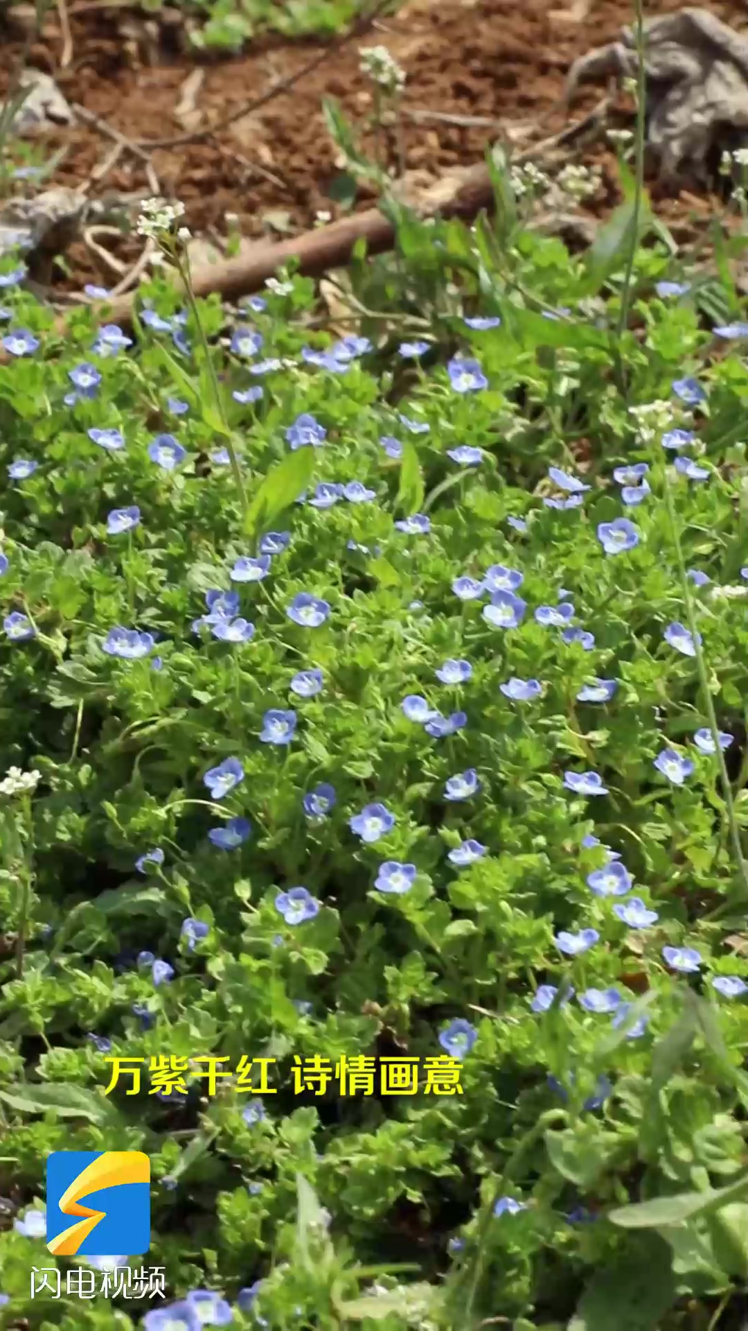 杏花、油菜花争奇斗艳 枣庄高新区万紫千红春光美