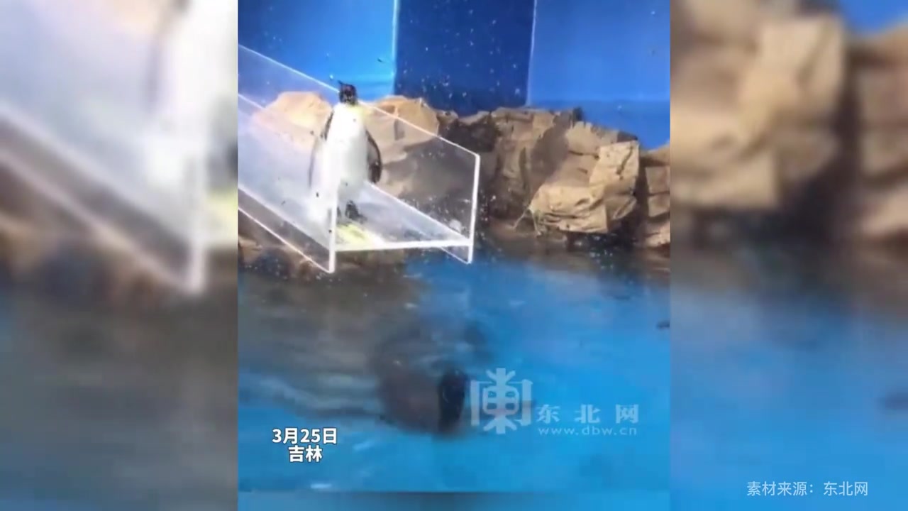 企鹅在众游客面前滑倒,引得大伙哈哈大笑,是一只“脚滑”的企鹅