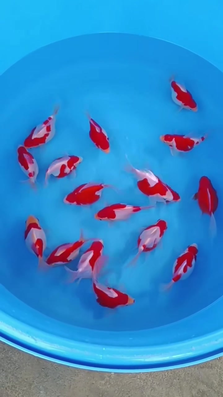 大日玉鲭观赏鱼,18㎝,又萌又可爱。易养易活