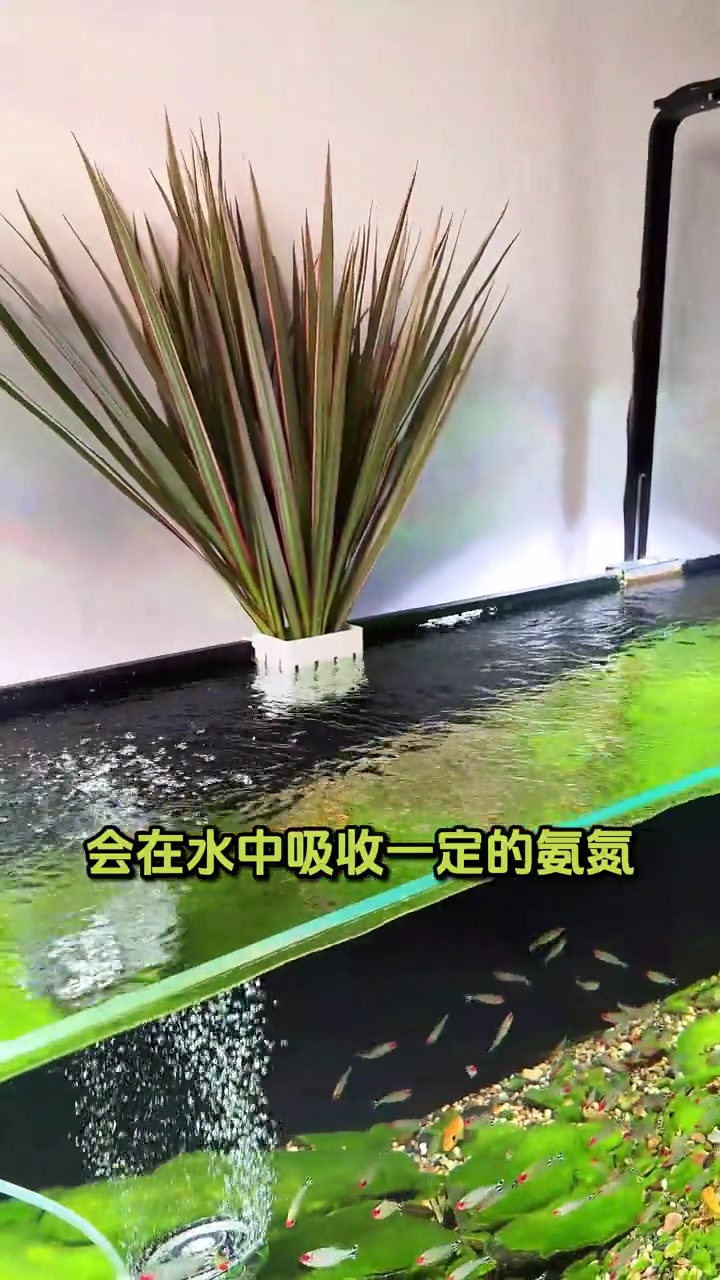 鱼缸里养花花草草,可以这么简单?水培定植篮 观赏鱼 水族 鱼缸里的大自然 养鱼养心 生态缸
