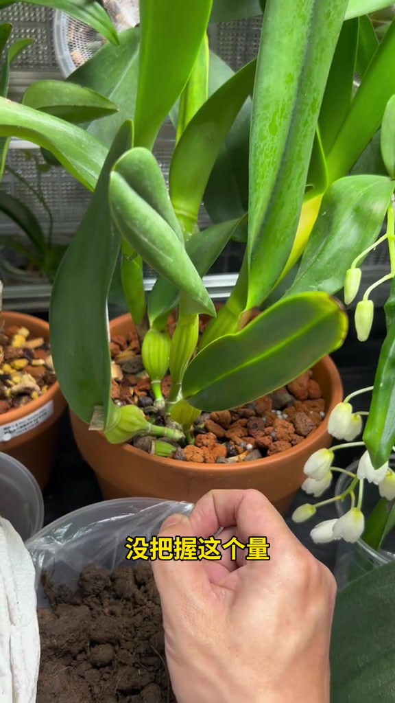 第98集|发酵羊粪品质、用法、如何种兰花?园艺 兰花 养花 发酵羊粪 有机肥