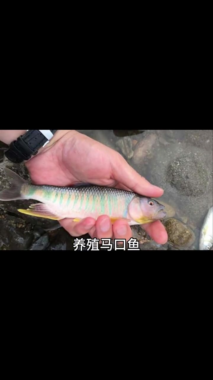 养殖品种|塘口40元/斤的养殖新贵,如何做到3个月出一茬鱼?