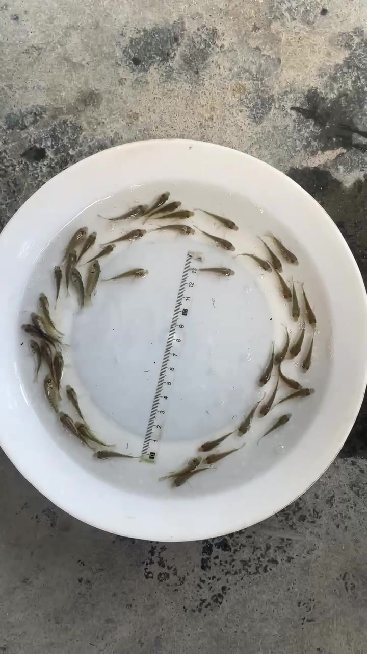 罗非鱼养殖技术和管理方法